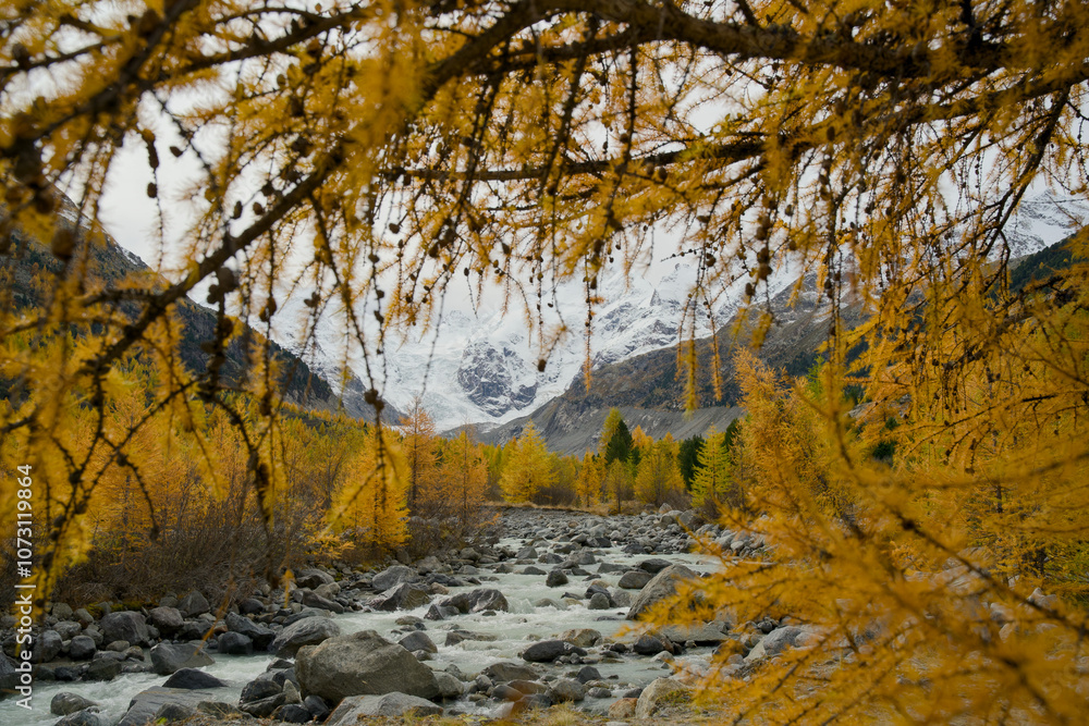 Mountain stream framed by golden-yellow larch trees in autumn. In the background the Palü glacier in Graubünden near Alpgrüm Mountain stream framed by golden-yellow larch trees in autumn. In the background the Palü glacier in Graubünden near Alpgrüm