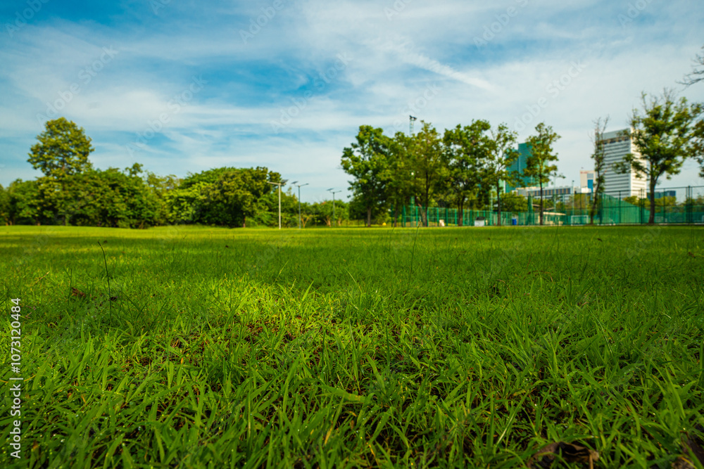 Obraz premium Green meadow graas in city tree forest public park morning sunrise