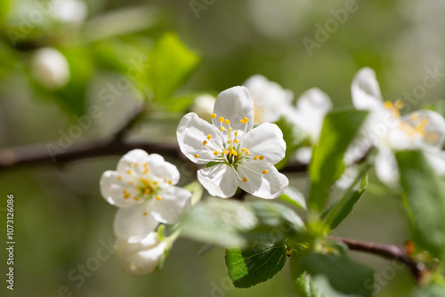 Prunus cerasus flowering tree flower, beautiful white petals tart dwarf cherry flowers in bloom.Garden fruit tree with blossom flowers