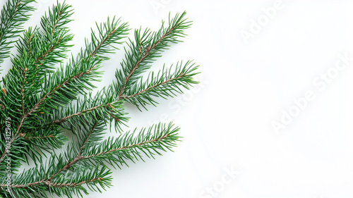 Fir tree branches isolated on a white background, top view. Christmas green pine branches