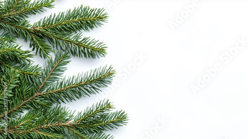 Fir tree branches isolated on a white background, top view. Christmas green pine branches