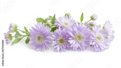 Vibrant lavender asters on white background