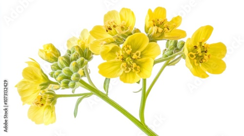 Vibrant yellow wildflowers in bloom against white background
