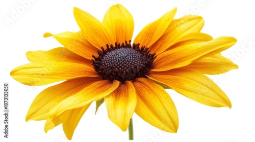 Vibrant yellow sunflower with detailed petals and dark center on white background