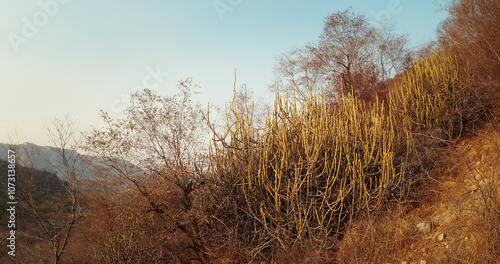 Jaipur, Rajasthan, India. Close-up View on Evergreen Horsetail. Nature Of India. Vegetative Growth. Equisetum Ramosissimum Or Branched Horsetail. Equisetum Ramosissimum Huegelii Milde Christenh photo