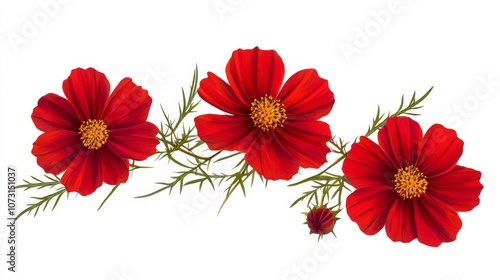 Vibrant red flowers with delicate green leaves on white background
