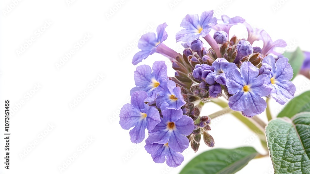 Vibrant purple heliotrope flowers against a clean white background Vibrant purple heliotrope flowers against a clean white background