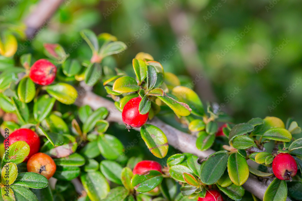 Cotoneaster horizontalis close up. Branches with red berries and green leaves. Cotoneaster horizontalis close up. Branches with red berries and green leaves.