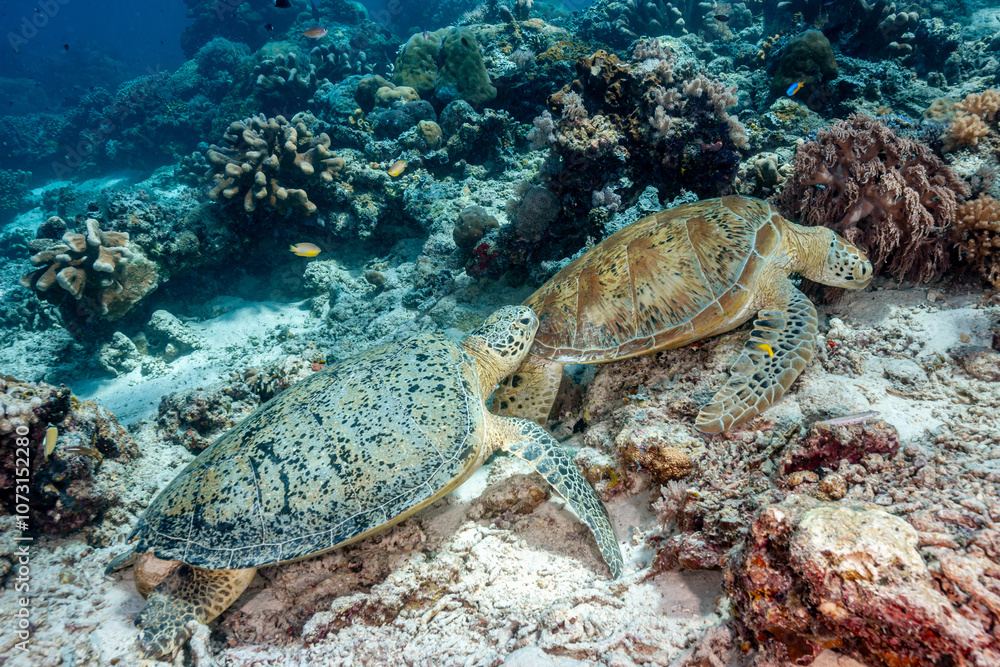 Naklejka premium Malaysia, Sabah, Sipadan, Green Sea Turtle (Chelonia mydas)
