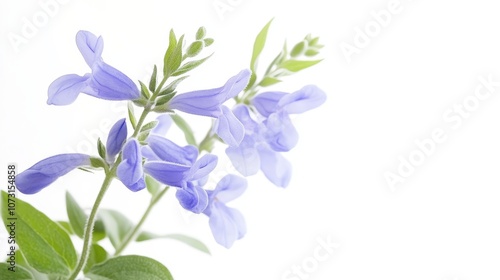 Delicate lavender flowers on white background for botanical elegance