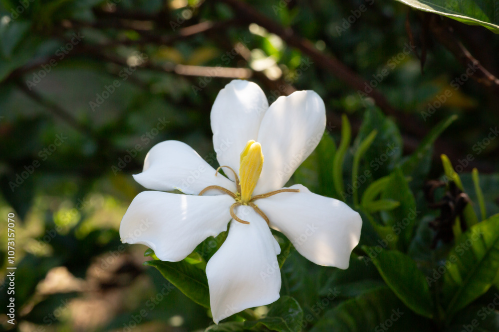 Gardenia Jasminoides flower blooming in the garden with green leaves. Commonly known as Gardenia and Cape Jasmine, is an evergreen flowering plant in the coffee family Rubiaceae. White flower Gardenia Jasminoides flower blooming in the garden with green leaves. Commonly known as Gardenia and Cape Jasmine, is an evergreen flowering plant in the coffee family Rubiaceae. White flower