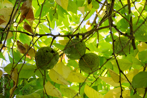 Maclura pomifera fruit or Adam apple growing on tree. Mulberry family (Moraceae) used in alternative medicine joints sciatica.osage orange photo