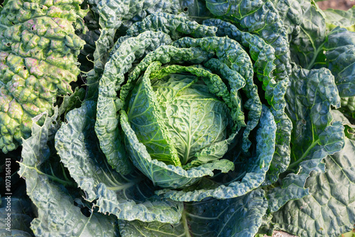 Wallpaper Mural Cabbage in the garden, private farm - green head of cultivated cabbage. French garden vegetables close up Torontodigital.ca