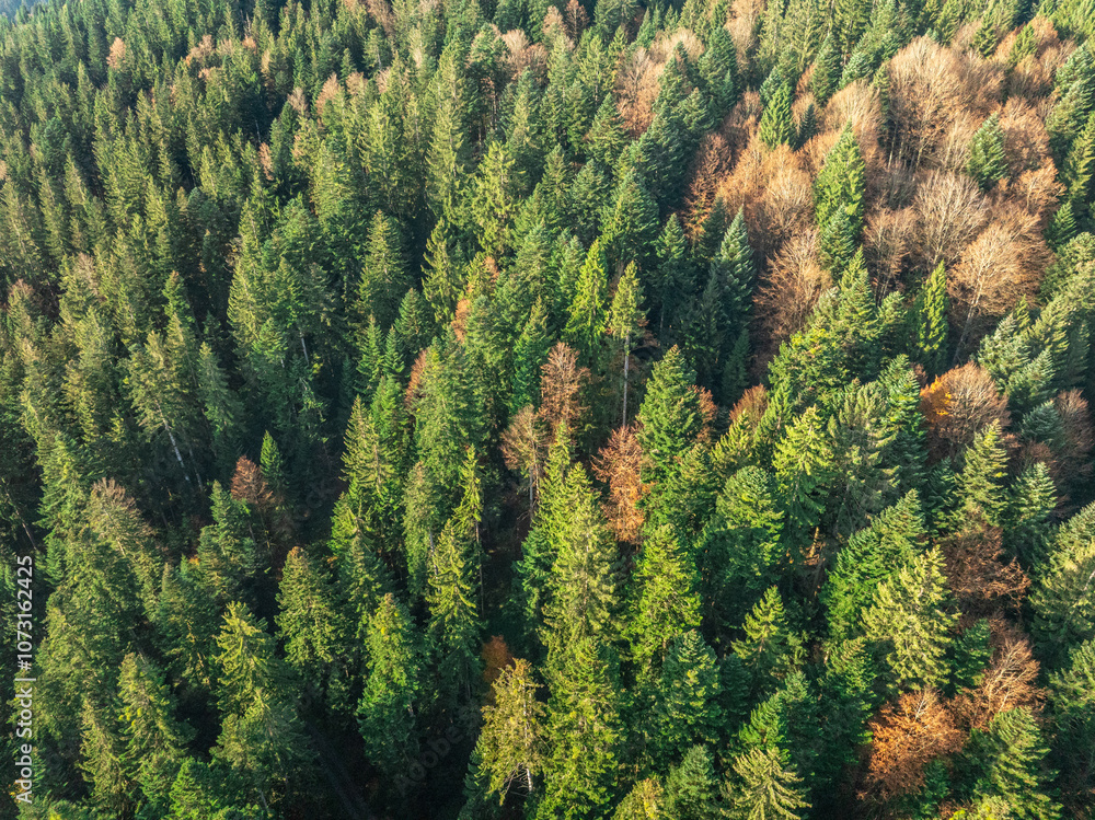 aerial view of an autumnal mixed forest with colorful leaves in the Allgaeu Alps. Bavaria, Germany aerial view of an autumnal mixed forest with colorful leaves in the Allgaeu Alps. Bavaria, Germany