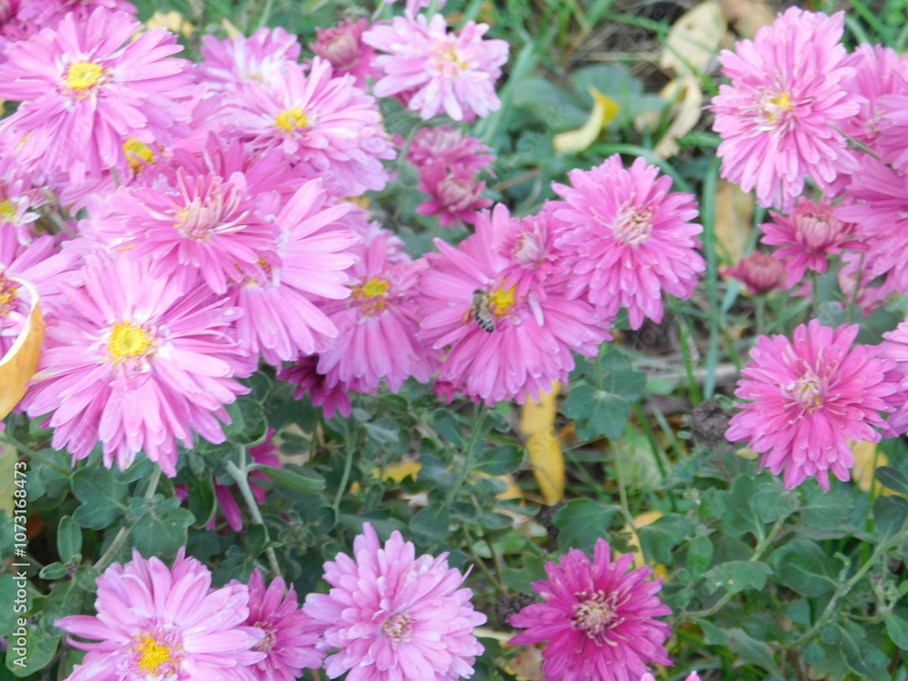 autumn flowers6 autumn flowers6