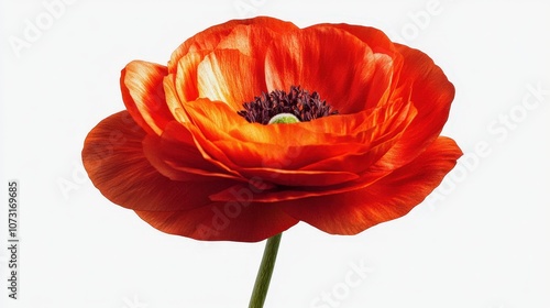 Vibrant orange poppy flower isolated on white background showcasing natural beauty and delicate petals