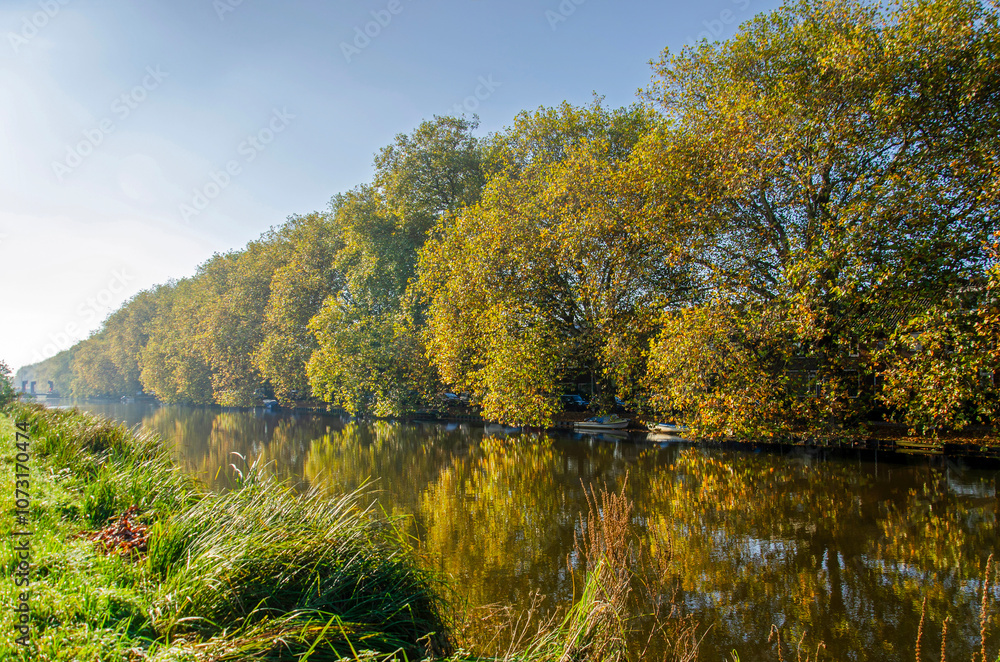 Gouda, The Netherlands, November 3, 2024: impressive row of plane trees along Breevaart canal on a sunny day in autumn Gouda, The Netherlands, November 3, 2024: impressive row of plane trees along Breevaart canal on a sunny day in autumn