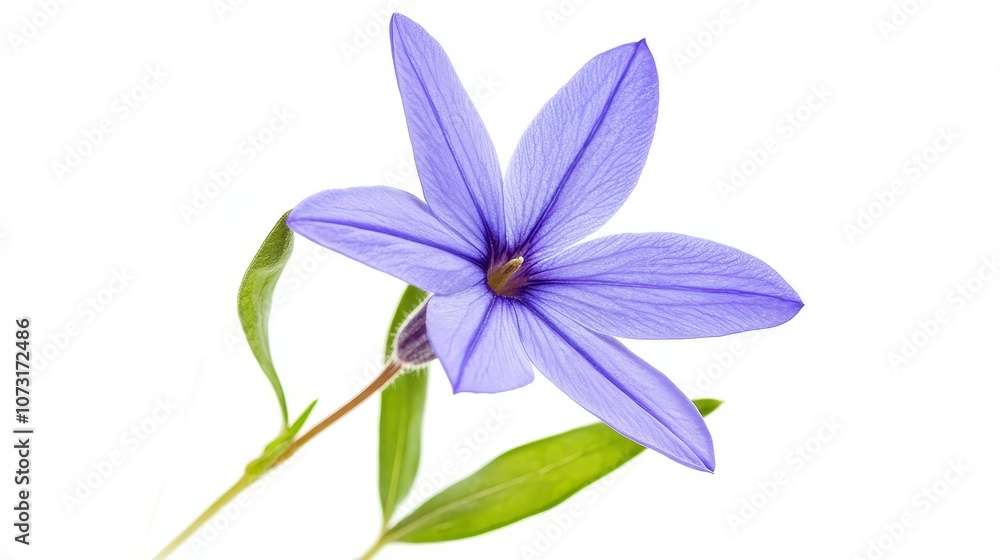 Delicate blue periwinkle flower with green leaves on white background Delicate blue periwinkle flower with green leaves on white background
