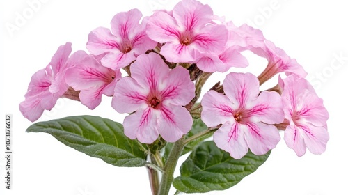 Delicate pink flowers with lush green leaves on a white background