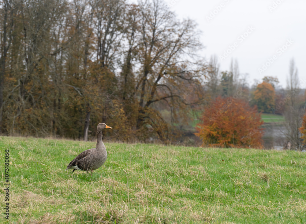 grey duck in the park