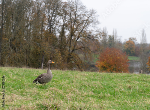grey duck in the park