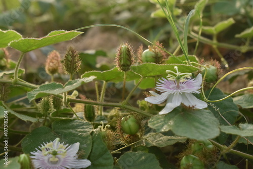 A close-up of the Rambusa flower, Passiflora foetida, also known as the Passion flower. Flowers with bokeh background photo