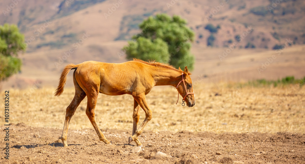 A herd of horses graze in the meadow in summer, eat grass, walk and frolic. Pregnant horses and foals, livestock breeding concept. A herd of horses graze in the meadow in summer, eat grass, walk and frolic. Pregnant horses and foals, livestock breeding concept.