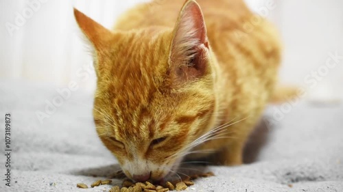 Orange tabby cat eating pellets video background blurred background photo