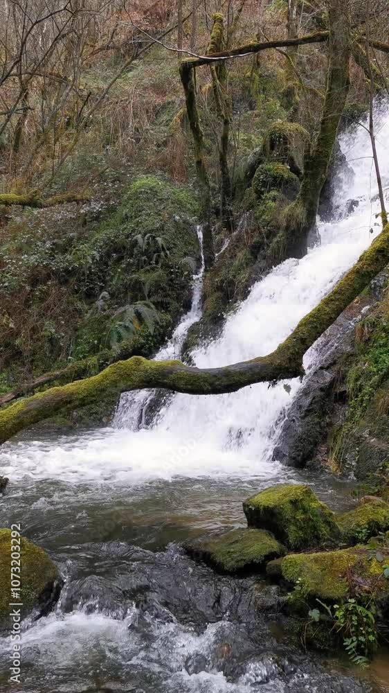 A stream of water flows over a mossy log. The water is clear and calm, and the log is partially submerged. The scene is peaceful and serene, with the sound of the water. Pena del Encanto, San Tirso de