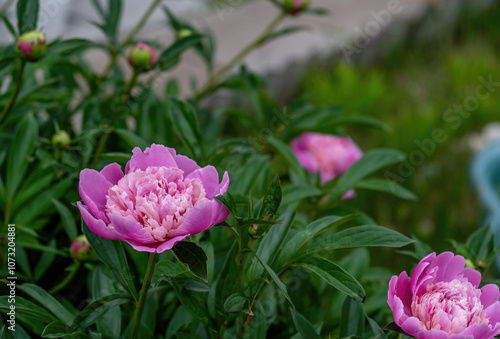 Wallpaper Mural Bright pink flowers in the grass on a summer day. Torontodigital.ca