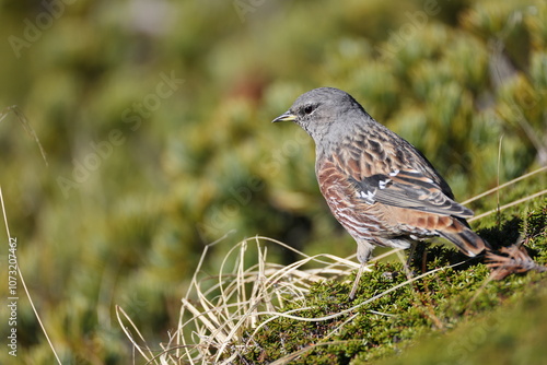 Alpine accentor  (Prunella collaris erythropygia) is a small passerine bird in the family Prunellidae, which is native to Eurasia and North Africa. This photo was taken in Japan.