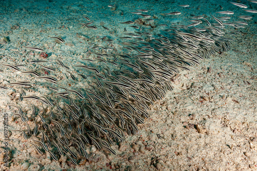 Malaysia, Sabah, Kapalai, Striped Eel Catfish (Plotosus lineatus) photo