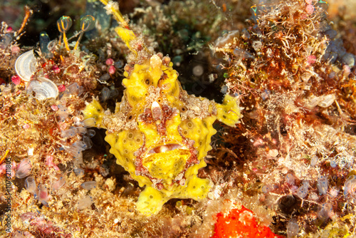 Malaysia, Sabah, Kapalai, Warty Frogfish, Clown Frogfish (Antennarius maculatus) photo