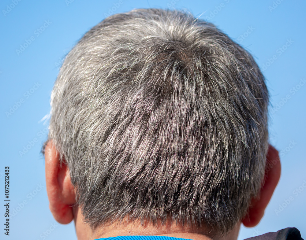 Obraz premium Gray hair on a man, back and side view, close up. Graying man with premature gray hair showing black gray roots of hair on head, transition to elderly old man, outdoor background.
