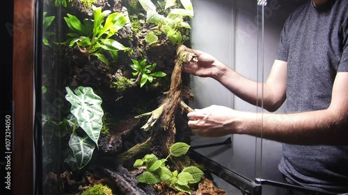 Geosesarma Vampire Crabs Ecosystem Paludarium photo