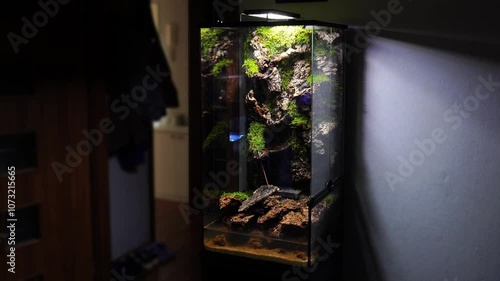 Geosesarma Vampire Crabs Ecosystem Paludarium photo