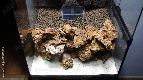 Geosesarma Vampire Crabs Ecosystem Paludarium photo