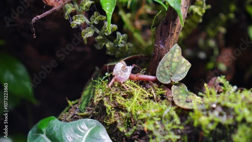 Geosesarma Vampire Crabs Ecosystem Paludarium photo