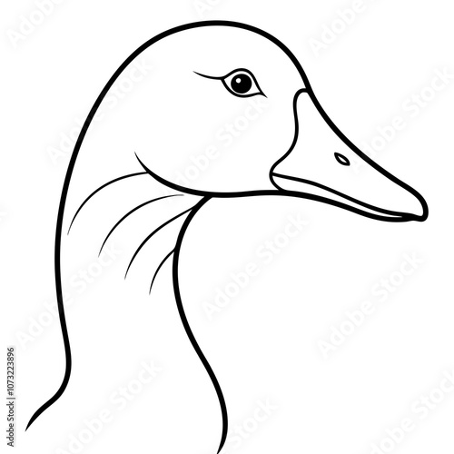 duck isolated on white