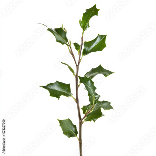 Holly Branch with Green Leaves, Classic Christmas Decoration for Festive Homes