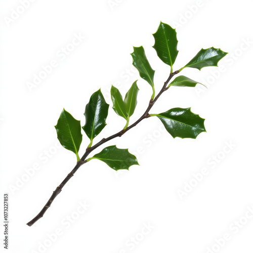 Sprig of Holly with Green Leaves, Traditional Christmas Symbol for Holiday Decorations