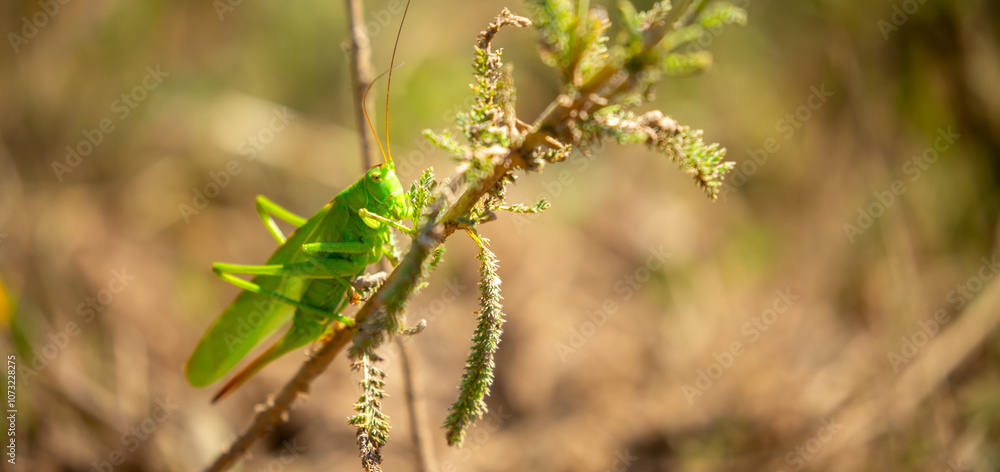 A green grasshopper sits in the grass on a bush. Great marsh grasshopper Stethophyma grossum, an endangered insect typical of wet meadows and marshes. A green grasshopper sits in the grass on a bush. Great marsh grasshopper Stethophyma grossum, an endangered insect typical of wet meadows and marshes.