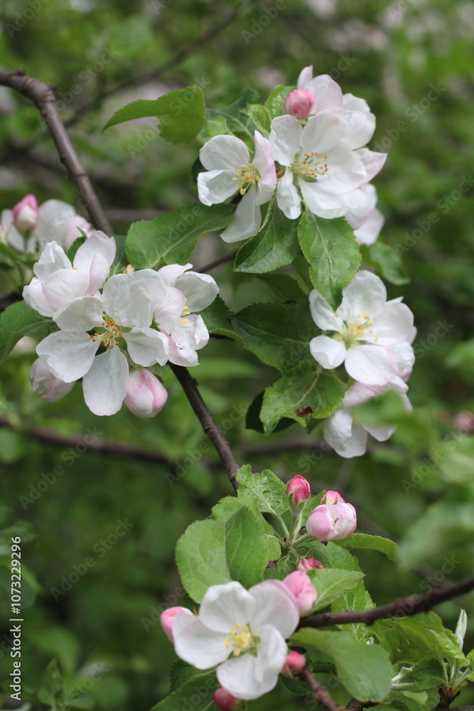 spring tree blossom spring tree blossom