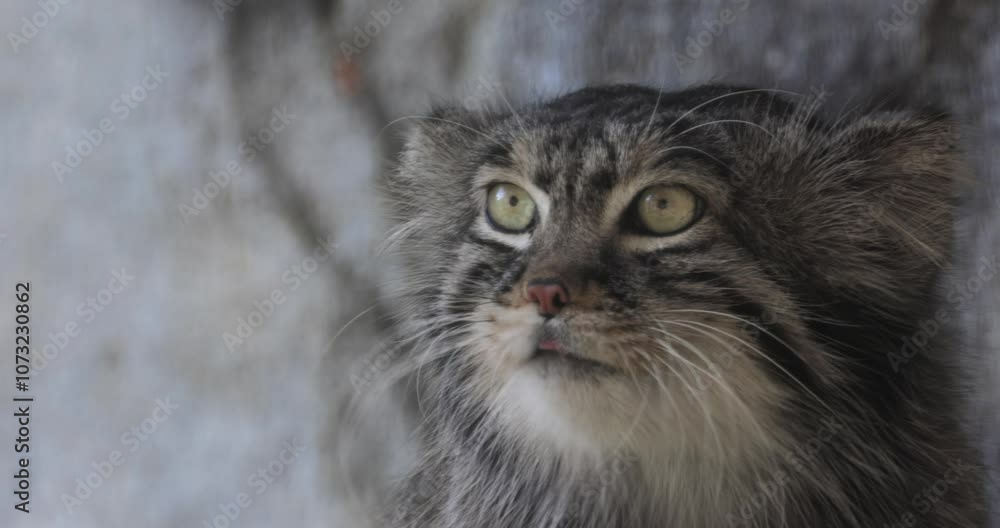 Pallas's cat (Otocolobus manul), also known as the manul, is a small wild cat with long and dense light grey fur, and rounded ears set low on the sides of the head. Pallas's cat (Otocolobus manul), also known as the manul, is a small wild cat with long and dense light grey fur, and rounded ears set low on the sides of the head.