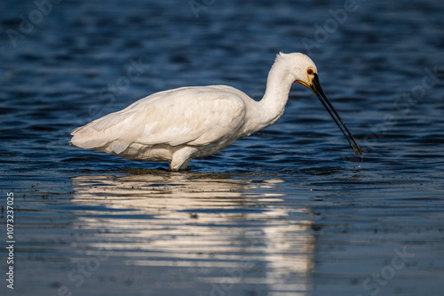 Spatule blanche (Platalea leucorodia - Eurasian Spoonbill) photo