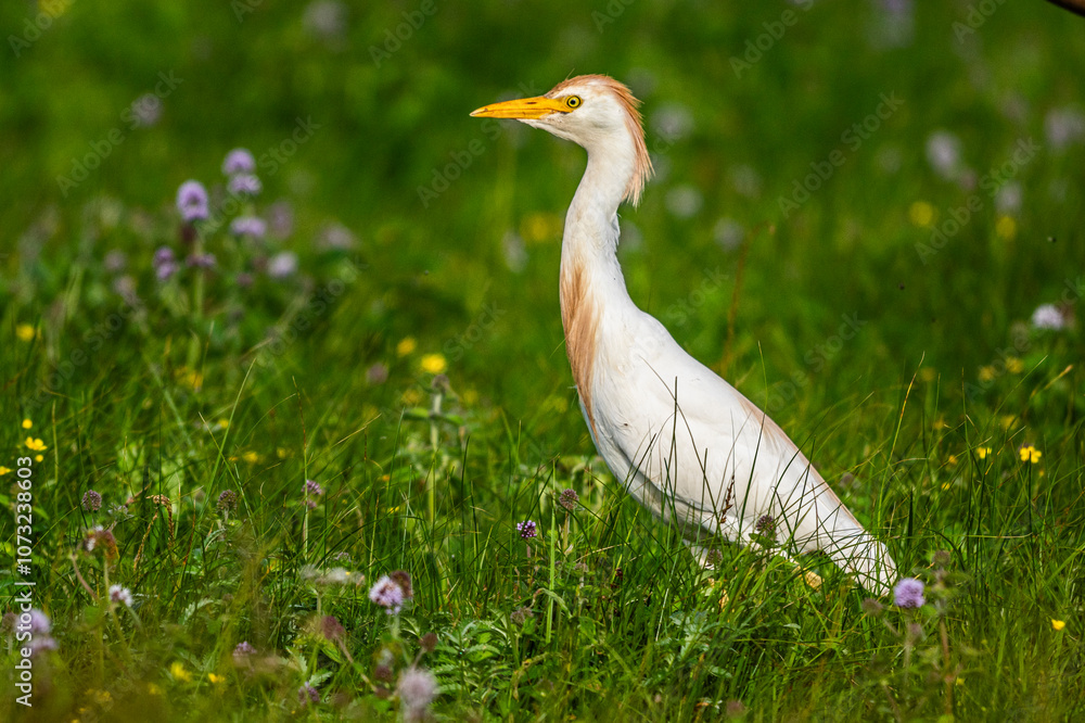 Fototapeta premium Héron garde-boeufs (Bubulcus ibis - Western Cattle Egret)