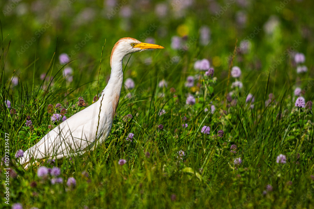 Héron garde-boeufs (Bubulcus ibis - Western Cattle Egret) Héron garde-boeufs (Bubulcus ibis - Western Cattle Egret)