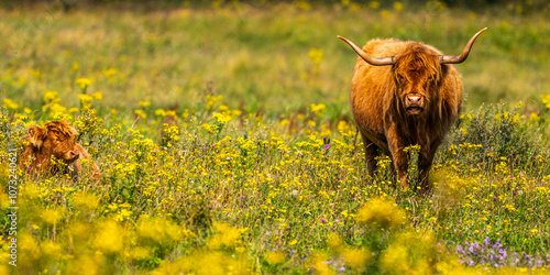 Vaches écossaises Highland Cattle à longs poils dans le marais en baie de Somme
