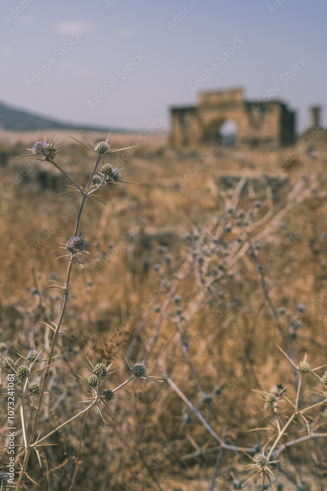 Φωτογραφία The ancient roman city of Volubilis, Fez, Morocco