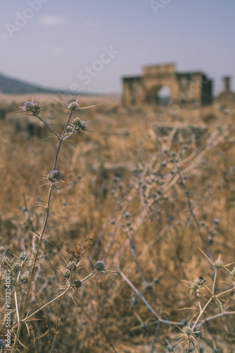 The ancient roman city of Volubilis, Fez, Morocco